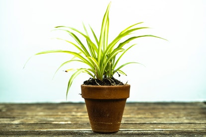 Spider Plant, the plant for Cancer