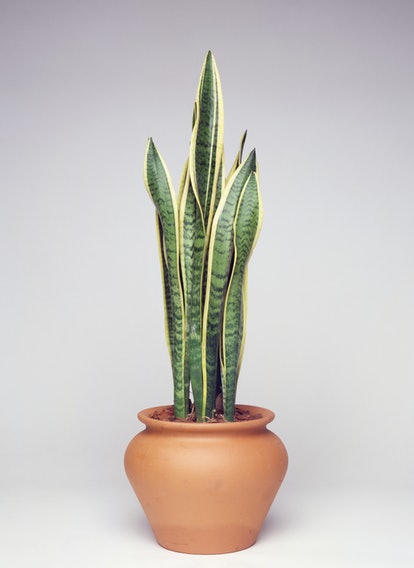 Sansevieria trifasciata, the plant for Scorpio