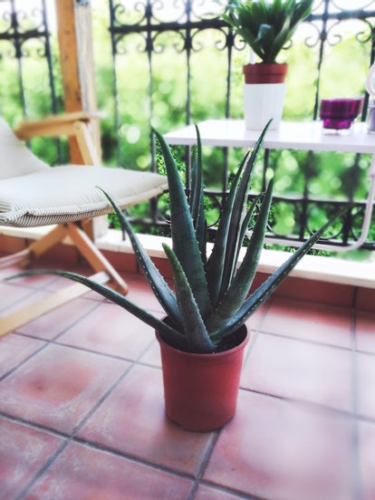 Aloe Vera, the plant for Virgo