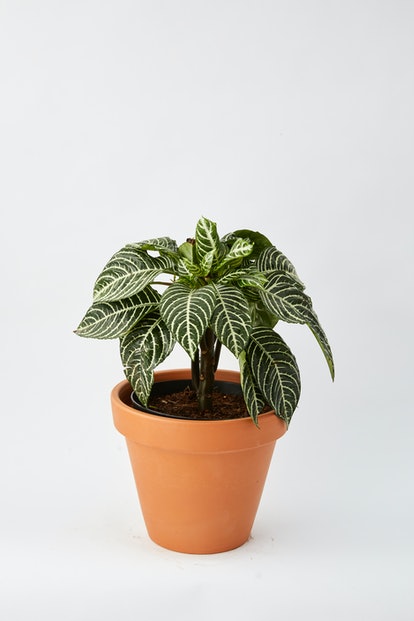 Calathea, the plant for Taurus