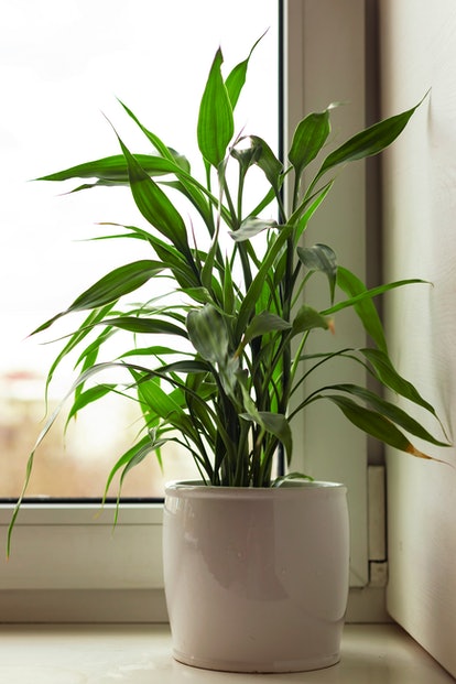 Dracaena Elegance, the plant for Capricorn