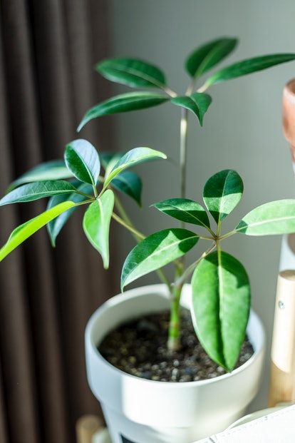 Schefflera, the plant for Aquarius